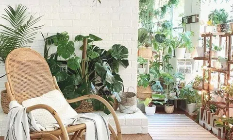 10 cây cảnh là "khắc tinh" của muỗi, kiến, gián, trồng một chậu nhà đẹp, côn trùng tự động tránh xa