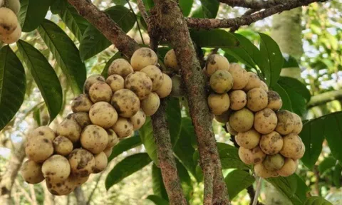 Loại quả xưa chín rụng đầy nay thành đặc sản giá 90.000 đ/kg, trồng một lần thu hoạch nhiều năm, tốt cho sức khỏe