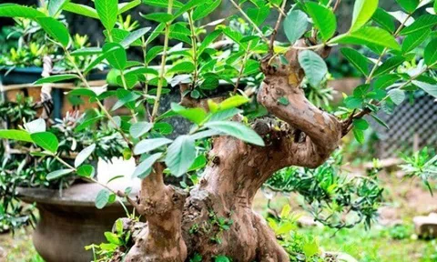 Loại quả đặc sản có ở Quảng Ninh giá 35.000 đồng/kg, trồng một lần ăn nhiều năm, vào chậu làm bonsai giúp chiêu tài