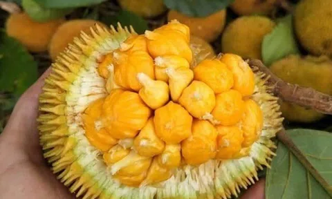 Loại quả xưa chín rụng đầy nay thành đặc sản giá 60.000 đ/kg, trồng một lần thu hoạch nhiều năm, tốt cho sức khỏe