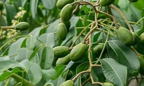 Loại quả đặc sản có ở TP.HCM giá 85.000 đồng/kg, trồng một lần ăn nhiều năm, vào chậu làm bonsai còn hút lộc