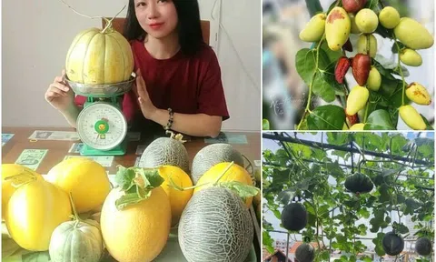 Mẹ đảm TP.HCM đầu tư tiền tỷ làm vườn sân thượng 80m² suốt hơn 10 năm, sưu tầm gần 90 giống hồng táo
