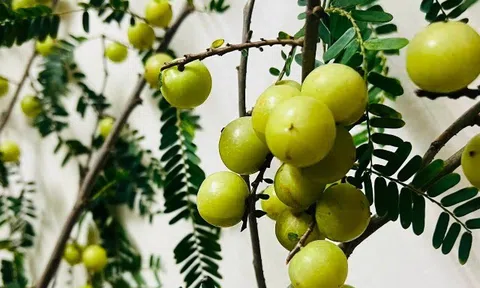 Loại quả xưa chín rụng đầy nay thành đặc sản giá 80.000 đ/kg, trồng một lần thu hoạch nhiều năm, tốt cho sức khỏe
