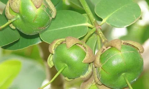 Loại quả xưa chín rụng đầy nay thành đặc sản giá 150.000 đ/kg, trồng một lần thu hoạch nhiều năm, tốt cho sức khỏe