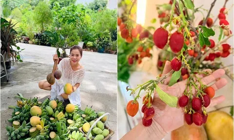 Nữ ca sĩ là Phó chủ tịch tập đoàn nhưng thích làm "nông dân", trồng giống quả độc lạ có giá đến 30-40 triệu/cây