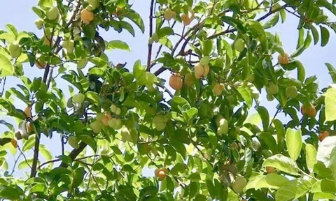 Loại quả xưa không ai ăn nay thành đặc sản giá 250.000 đồng/kg, tháng 7 âm lịch trồng trước nhà giúp chiêu tài, sung túc
