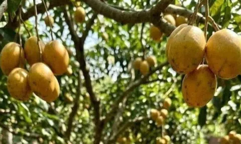 Loại quả mọc bờ rào xưa chín rụng đầy nay thành đặc sản giá 70.000 đ/kg, trồng một lần thu hoạch nhiều năm, tốt cho sức khỏe