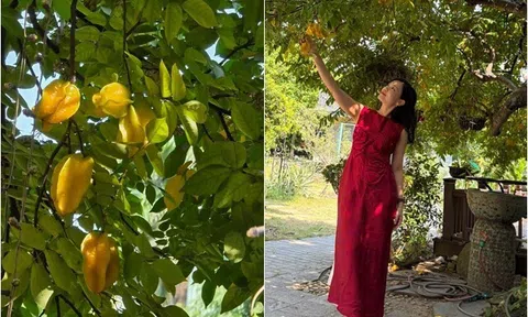 Cây khế sai trĩu trịt nhà NSND Xuân Bắc, nam nghệ sĩ nói công dụng mọi người đều phì cười