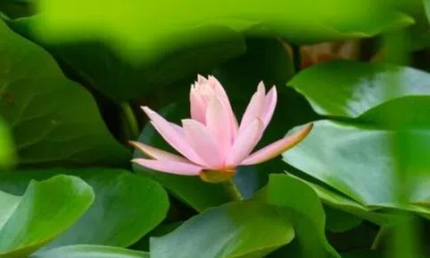 Có 3 kiểu gia đình thực sự không thích hợp làm thông gia, ai cũng cần biết