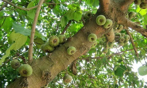 Loại quả mọc bờ rào xưa chín rụng đầy nay thành đặc sản giá 75.000 đ/kg, trồng một lần thu hoạch nhiều năm, tốt cho sức khỏe