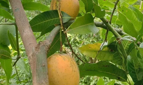 Loại quả xưa chín rụng đầy nay thành đặc sản giá 40.000 đ/kg, trồng một lần thu hoạch nhiều năm, tốt cho sức khỏe