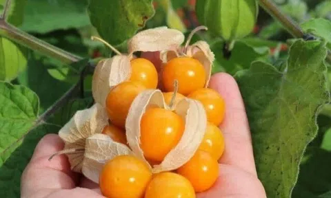 Loại quả mọc bờ rào xưa chín rụng đầy nay bán 250.000 đ/kg, thành đặc sản tốt cho sức khỏe, trồng một lần thu hoạch nhiều năm