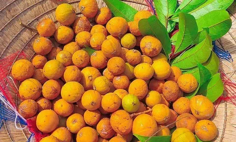 Loại quả xưa chín rụng đầy gốc nay bán 140.000 đ/kg, thành đặc sản tốt cho sức khỏe, trồng một lần thu hoạch nhiều năm