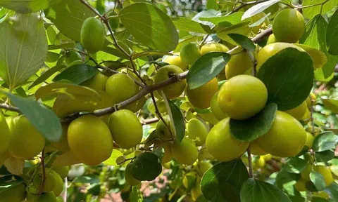 Loại quả mọc bờ rào xưa chín rụng đầy nay bán 70.000 đ/kg, thành đặc sản tốt cho sức khỏe, trồng một lần thu hoạch nhiều năm