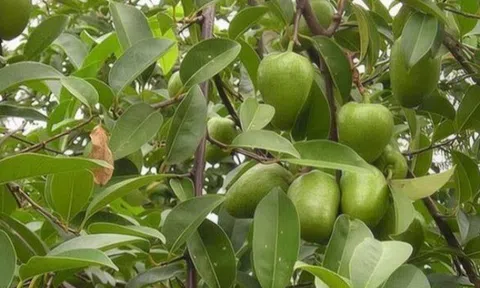 Loại quả dại xưa rụng đầy gốc giờ thành đặc sản giá 55.000 đồng/kg, lên chậu làm bonsai giúp đón lộc vào nhà