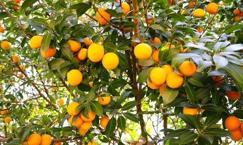 Loại quả dại xưa rụng đầy gốc không ai ăn, giờ thành đặc sản giá 200.000 đồng/kg, trồng một cây như "chôn vàng" trong sân