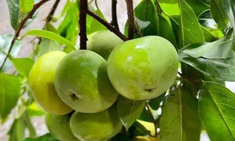 Loại quả mọc bờ rào xưa chín rụng đầy nay bán 100.000 đ/kg, thành đặc sản tốt cho sức khỏe, trồng một lần thu hoạch nhiều năm