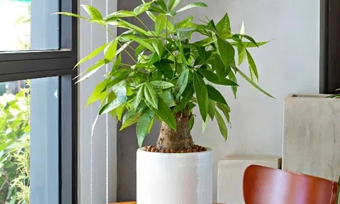 3 cây cảnh “gọi lộc” nên trồng vào tháng 7 cô hồn, trấn trạch giữ của, phúc khí vào nhà, tiền tài sinh sôi không ngừng