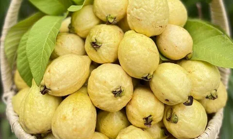Loại quả mọc bờ rào xưa chín rụng đầy nay bán 60.000 đ/kg, thành đặc sản tốt cho sức khỏe, trồng một lần thu hoạch nhiều năm
