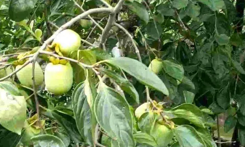 Loại quả đặc sản có ở Thái Nguyên giá 170.000 đồng/kg, trồng trong sân nhà ăn suốt nhiều năm, còn chiêu tài hút lộc