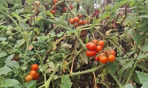 Loại quả mọc bờ rào xưa chín rụng đầy nay bán 80.000 đ/kg, thành đặc sản tốt cho sức khỏe, trồng một lần thu hoạch nhiều năm