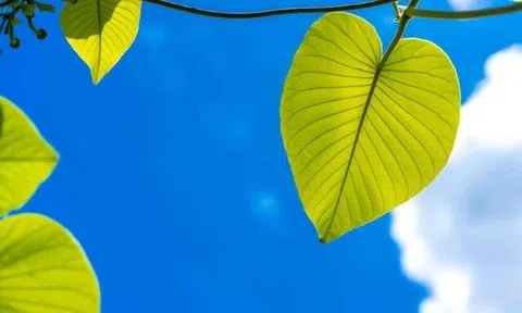 Khi mọi việc không suôn sẻ, hãy thử mượn "may mắn" từ thiên nhiên