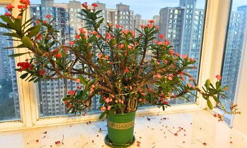 4 loại hoa người giàu thường né, người nghèo lại thích trồng: Có phải vì thế mà khó đổi vận?