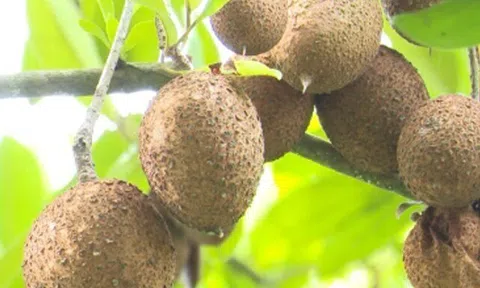 Loại quả mọc bờ rào xưa chín rụng đầy nay thành đặc sản giá 45.000 đ/kg, trồng một lần thu hoạch nhiều năm, tốt cho sức khỏe