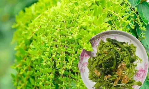 2 loại cây cảnh vừa đẹp vừa ăn được như rau, trồng ban công cực dễ, chẳng cần chăm nhiều