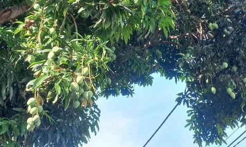 Loại quả mọc bờ rào xưa chín rụng đầy nay thành đặc sản giá 40.000 đ/kg, trồng một lần thu hoạch nhiều năm, tốt cho sức khỏe