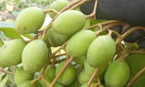 Loại quả xưa chín rụng đầy nay thành đặc sản giá 120.000 đ/kg, trồng một lần thu hoạch nhiều năm, tốt cho sức khỏe