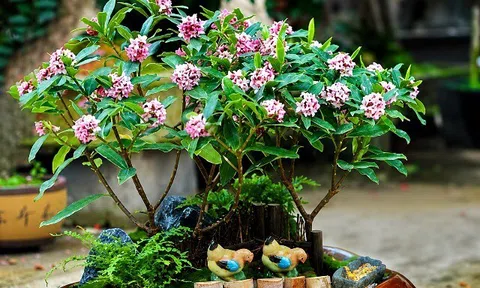 2 cây thơm “gọi quý nhân” nên trồng trong nhà, hương càng ngát càng dễ hút lộc, gia chủ gặp may liên tiếp