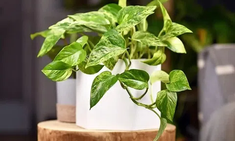Người mệnh này cực "hợp vía" với cây trầu bà, trồng trong nhà tài lộc nhân đôi, tiền vào như nước