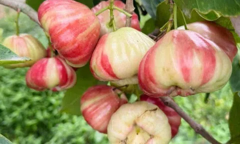 Loại quả xưa chín rụng đầy nay thành đặc sản 70.000 đ/kg, trồng một lần thu hoạch nhiều năm, tốt cho sức khỏe