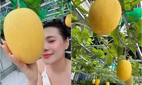 Diễn viên quê Quảng Ngãi biến sân thượng biệt thự 5 tầng thành vườn rau xanh mướt, dưa sai lúc lỉu, quý tử thích thú ôm trái bự