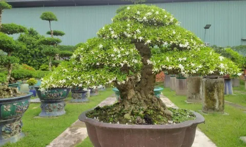 Cây mọc hàng rào tỏa hoa thơm quanh năm lên chậu thành bonsai hút tài lộc, càng trồng lâu càng có giá, con cháu đời đời giàu sang