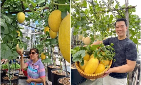 Mẹ biến sân thượng 76m² thành “miền bình yên” giữa Sài Gòn: Rau xanh mướt, dưa lưới trĩu giàn, cây trái lúc lỉu