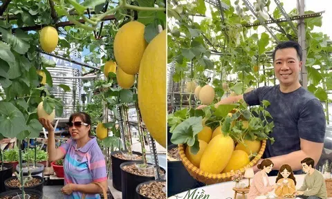 Mẹ biến sân thượng 76m² thành “miền bình yên” giữa Sài Gòn: Rau xanh mướt, dưa lưới trĩu giàn, cây trái lúc lỉu