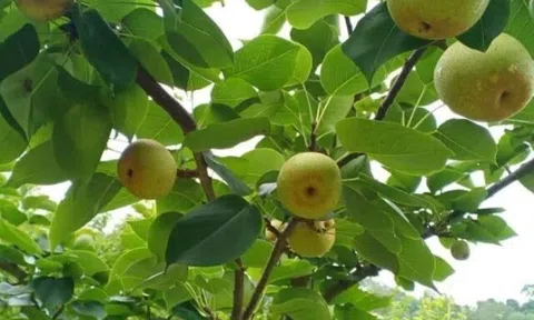 Loại quả xưa chín rụng đầy nay thành đặc sản 80.000 đ/kg, trồng một lần thu hoạch nhiều năm, tốt cho sức khỏe