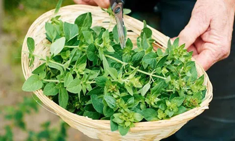 Loại lá “2 trong 1” vừa làm rau vừa dùng làm thuốc, giá bán lên tới 1,2 triệu đồng/kg, trồng 3 tháng thu hoạch