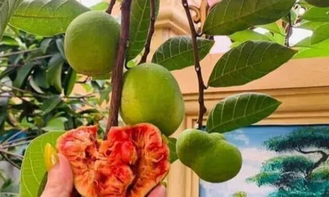 Loại quả mọc bờ rào xưa chín rụng đầy nay thành đặc sản 170.000 đ/kg, trồng một lần thu hoạch nhiều năm, tốt cho sức khỏe