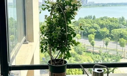 8 cây “2 trong 1” vừa làm cảnh vừa làm thuốc, có loại vừa tỏa hương thơm vừa cho hoa, quả đẹp mắt, trồng một chậu là lời