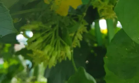 Cây dại mọc bờ rào thành đặc sản nổi tiếng, trồng 2 tháng cho thu hoạch, giá 80.000 đ/kg người thành phố ưa chuộng