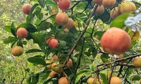 Loại quả xưa chín rụng đầy nay thành đặc sản 70.000 đ/kg, trồng một lần thu hoạch nhiều năm, tốt cho sức khỏe