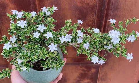 Cây cảnh nghe tên đã thấy may mắn, trồng một chậu như đón hỉ sự vào nhà, cắm cành xuống đất 3 tháng là bén rễ