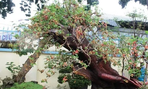 Quả dại xưa chín rụng đầy gốc nay thành đặc sản 60.000 đ/kg, vào chậu làm bonsai giá tiền triệu, cứ cắm cành xuống đất là sống