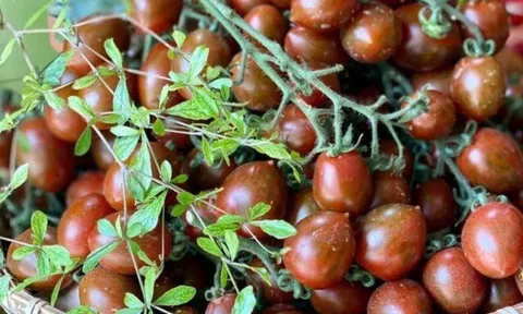 Loại quả xưa không ai biết đến nay thành đặc sản giá 100.000 đ/kg, trồng một lần thu hoạch nhiều năm, tốt cho sức khỏe