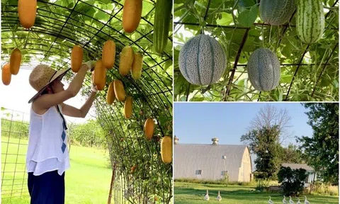 9X Đà Nẵng làm vườn ở Mỹ, trồng đủ rau Việt trên mảnh đất hơn 200m², nhìn quả treo lúc lỉu mà mê