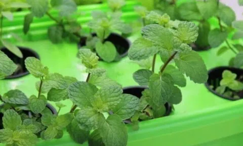 Cây dại mọc bờ rào thành đặc sản nổi tiếng giá 60.000 đồng/kg, trồng 2 tháng cho thu hoạch, tốt cho sức khỏe