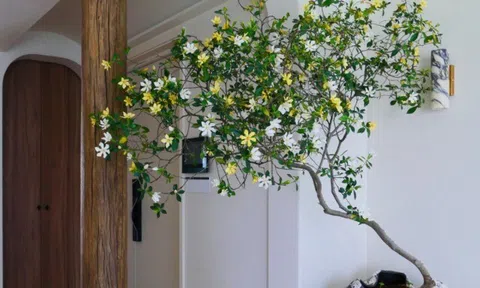 Cây dại cho hoa thơm nức mũi lên chậu thành bonsai tiền triệu, cắm cành vào đất là bén rễ, người lười mấy cũng trồng được